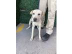 Adopt 56052466 a Terrier, Mixed Breed