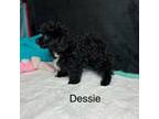Poodle (Toy) Puppy for sale in Brownsboro, TX, USA