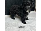 Poodle (Toy) Puppy for sale in Brownsboro, TX, USA