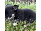 Chihuahua Puppy for sale in Edwardsburg, MI, USA