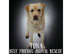 Adopt Tuna a Labrador Retriever