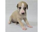 Whippet Puppy for sale in Sulphur Springs, TX, USA