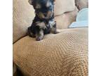 Yorkshire Terrier Puppy for sale in Bergenfield, NJ, USA