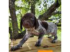 German Shorthaired Pointer Puppy for sale in Elberta, AL, USA