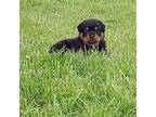 Rottweiler Puppy for sale in Centerburg, OH, USA
