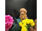 Golden Retriever Puppy for sale in Hamptonville, NC, USA