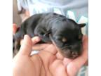 Rottweiler Puppy for sale in Myrtle Beach, SC, USA