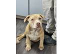 Adopt Huey (dobbie) a Pit Bull Terrier, Mixed Breed