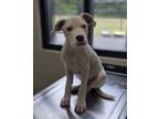 Adopt Dozer a Pit Bull Terrier, Mixed Breed