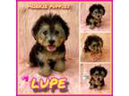 Mutt Puppy for sale in Miami, FL, USA