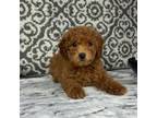 Cavapoo Puppy for sale in Franklin, IN, USA