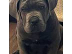 Cane Corso Puppy for sale in Ypsilanti, MI, USA