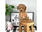 Cavapoo Puppy for sale in Indianapolis, IN, USA