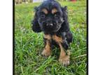 Cavapoo Puppy for sale in Lumberton, MS, USA