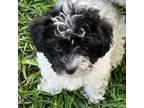 Biewer Terrier Puppy for sale in Lumberton, MS, USA