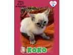Adopt Koko a Siamese