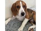 Adopt Prancer a Beagle