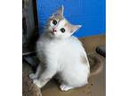 Shoyu Domestic Shorthair Kitten Male