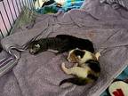 Francesca Domestic Shorthair Kitten Female