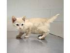 Lucy - At Petco Domestic Shorthair Kitten Female