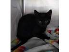Boone - At Petco Domestic Shorthair Kitten Male