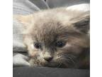 Lily Domestic Longhair Kitten Female