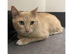 Alex *Bonded with Axel* Domestic Shorthair Adult Male