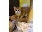 Winston Domestic Mediumhair Kitten Male