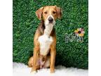 Adopt Kota a Beagle, Mixed Breed