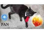 PAN Russian Blue Adult Male
