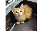 Cooper - At Petco Domestic Shorthair Kitten Male