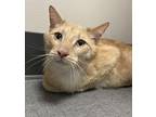 Axel *Bonded with Alex* Domestic Shorthair Adult Male