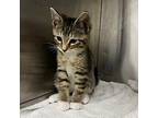 Dwight Domestic Shorthair Young Male