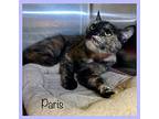 PARIS Domestic Shorthair Adult Female