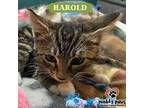 Harold (Courtesy Post) Domestic Shorthair Kitten Male