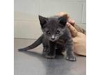 Preston - At Petco Domestic Shorthair Kitten Male