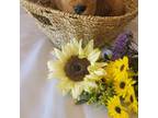 Golden Retriever Puppy for sale in Surprise, AZ, USA