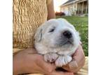 Great Pyrenees Puppy for sale in Thurmont, MD, USA