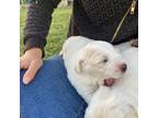 Great Pyrenees Puppy for sale in Thurmont, MD, USA