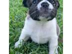 French Bulldog Puppy for sale in Elk River, MN, USA