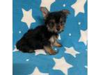 Yorkshire Terrier Puppy for sale in Eaton, OH, USA