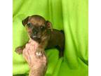 French Bulldog Puppy for sale in Chiefland, FL, USA
