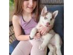 Siberian Husky Puppy for sale in Jacksonville, FL, USA