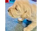Golden Retriever Puppy for sale in Solon, IA, USA