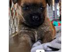 Cairn Terrier Puppy for sale in Westerlo, NY, USA
