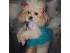 Poodle (Toy) Puppy for sale in Rogersville, TN, USA