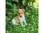 Parson Russell Terrier Puppy for sale in Topsfield, MA, USA