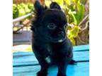 Chihuahua Puppy for sale in Bokeelia, FL, USA