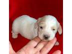 AKC mini longhair dachshund