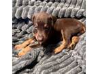 Doberman Pinscher Puppy for sale in Canton, NC, USA
